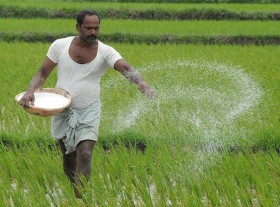 Kailali farmers face fertilizer shortage
